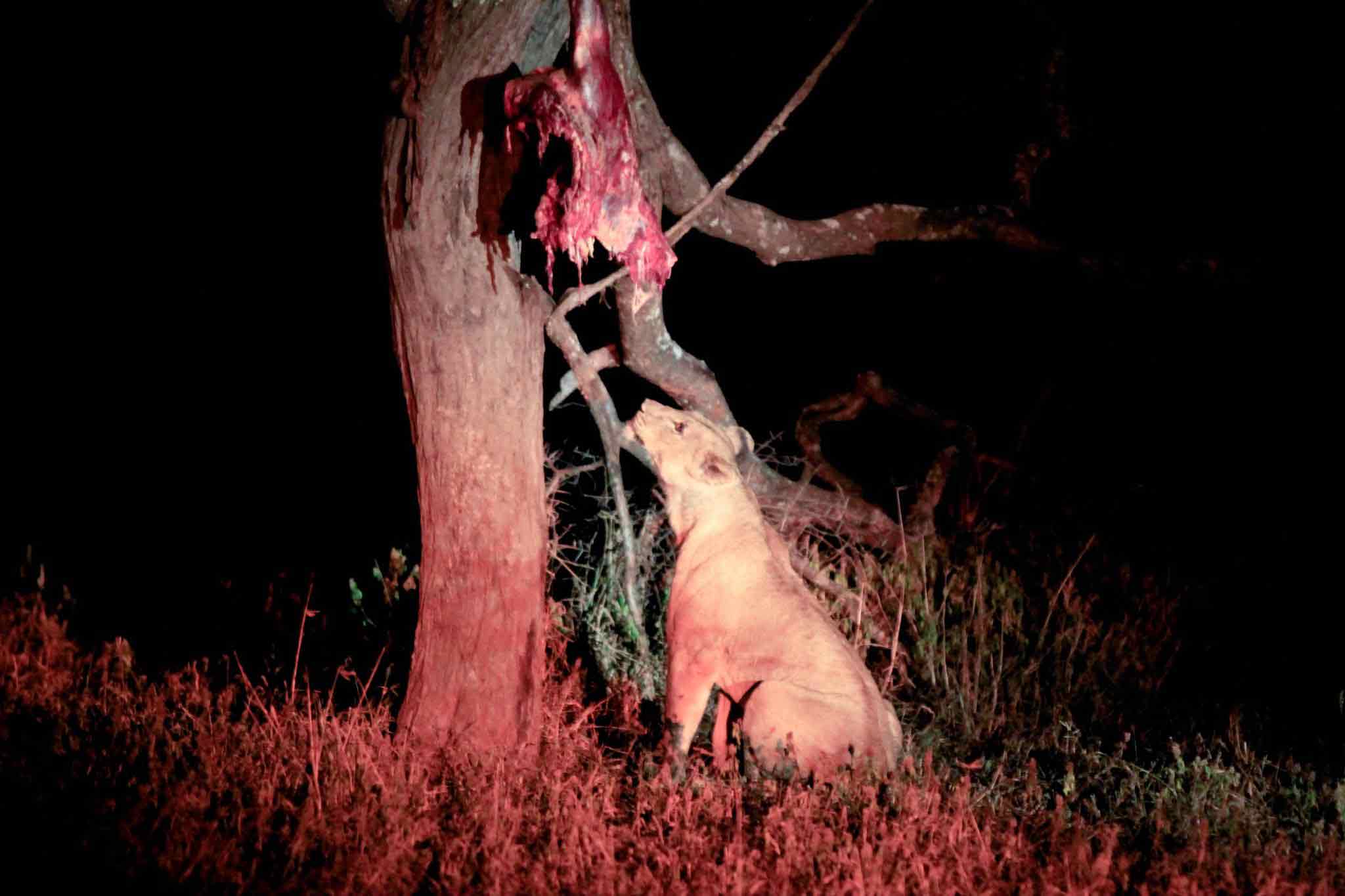 Op safari in Save Valley Conservancy